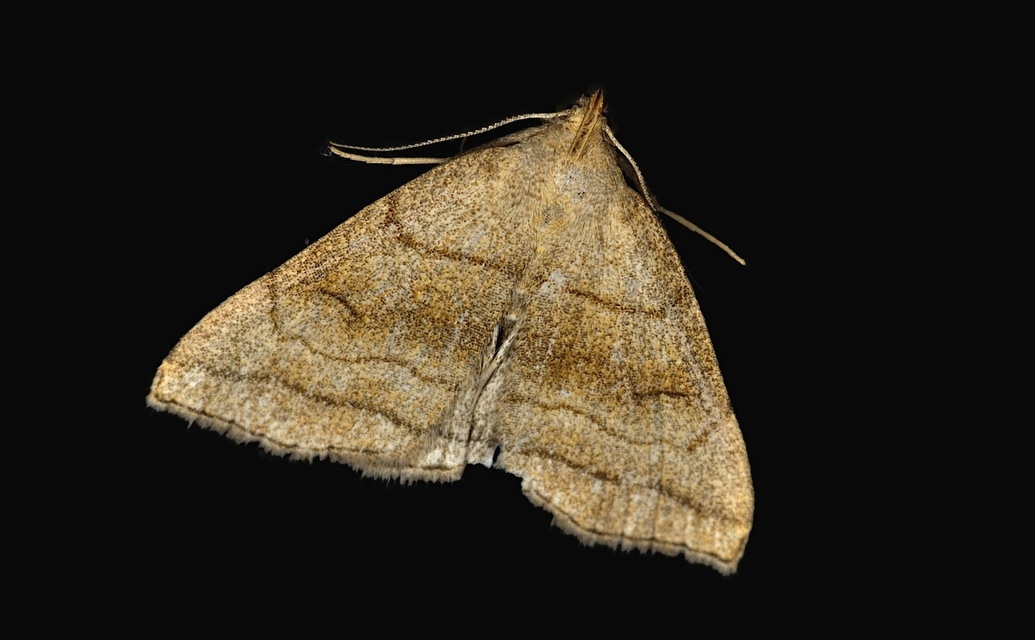 foto B043912, © Adriaan van Os, Corsavy 30-05-2018, hoogte 800 m, Herminia tarsicrinalis