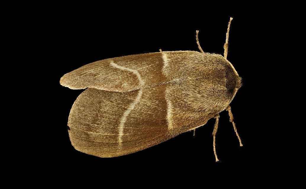 photo B044184, © Adriaan van Os, Corsavy 02-06-2018, altitudo 800 m, Macrothylacia rubi