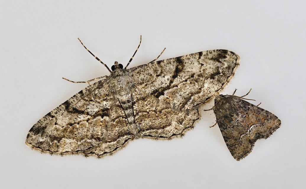 foto B044363, © Adriaan van Os, Corsavy 02-06-2018, hoogte 800 m, Oligia latruncula (rechtsonder) met Peribatodes rhomboidaria (linksboven)