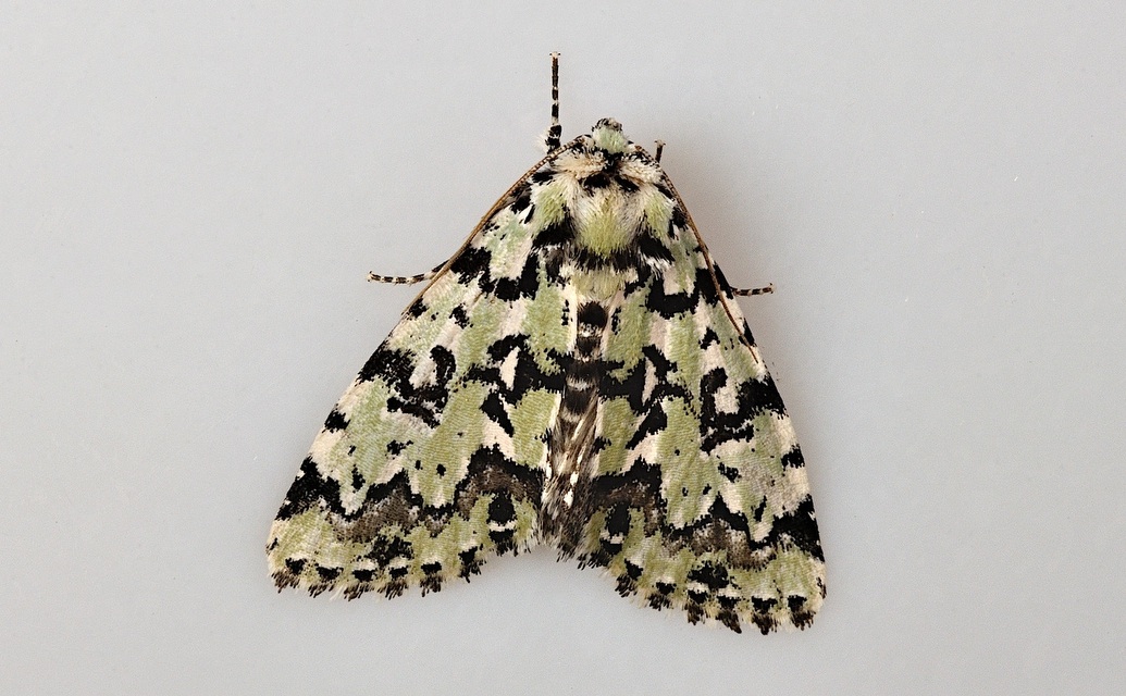 photo B044810, © Adriaan van Os, Corsavy 04-06-2018, altitudo 800 m, Moma alpium