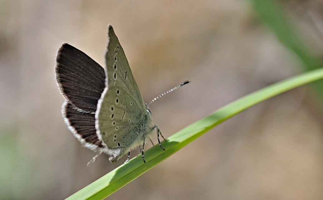 foto B045337, © Adriaan van Os, Corsavy 09-06-2018, altitud 800 m, ♀ Cupido alcetas