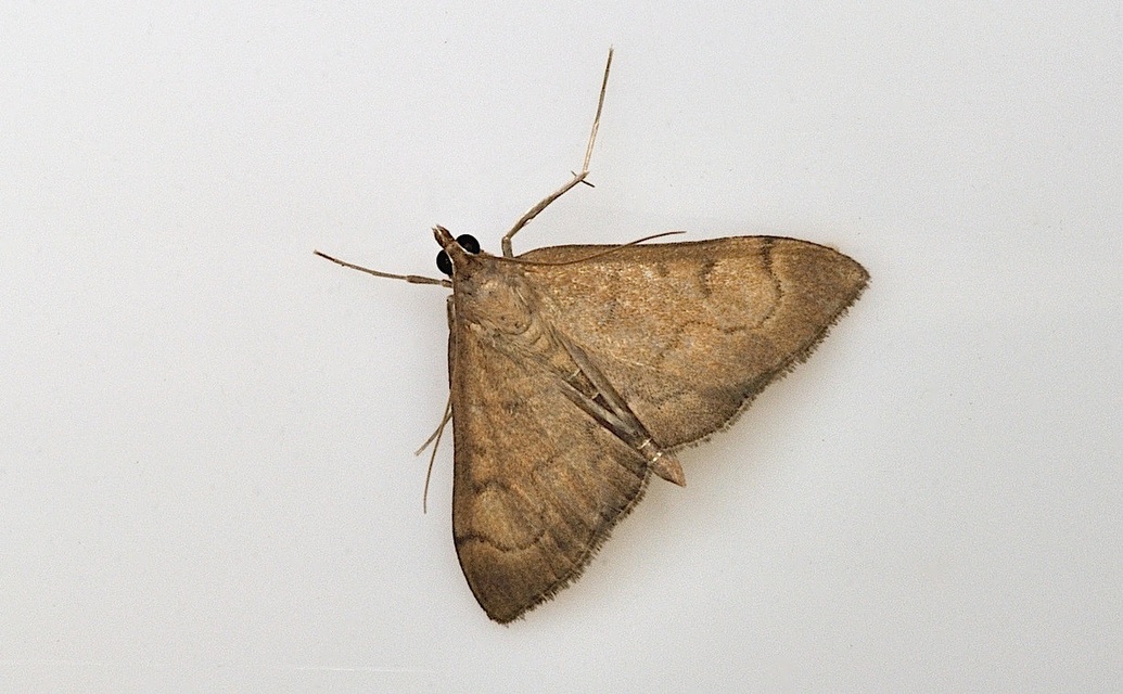 photo B045645, © Adriaan van Os, Corsavy 11-06-2018, altitudo 800 m, Anania terrealis