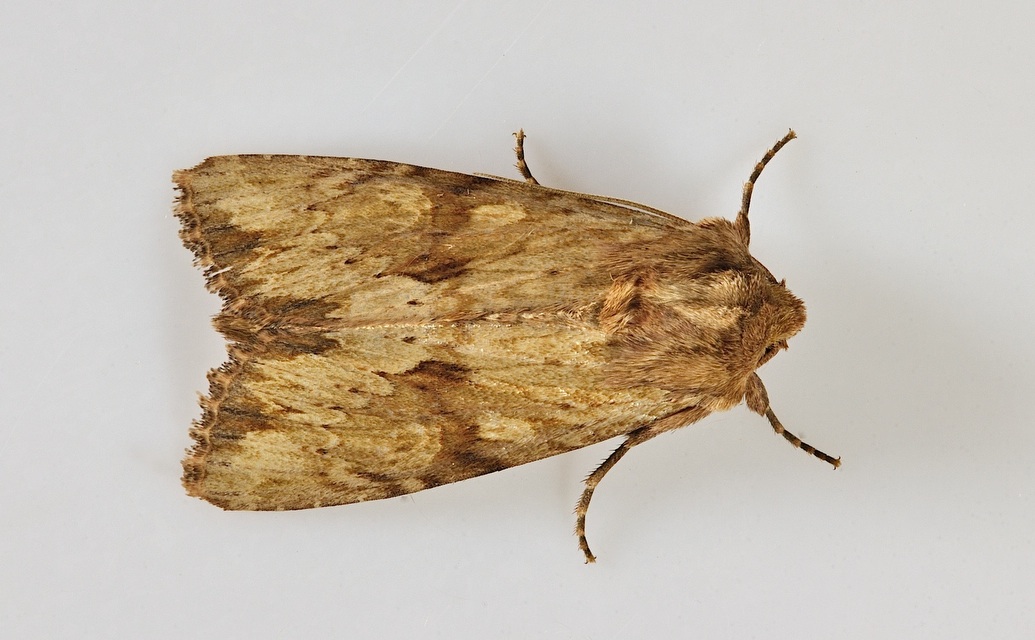 photo B045690, © Adriaan van Os, Corsavy 11-06-2018, altitudo 800 m, Apamea sublustris