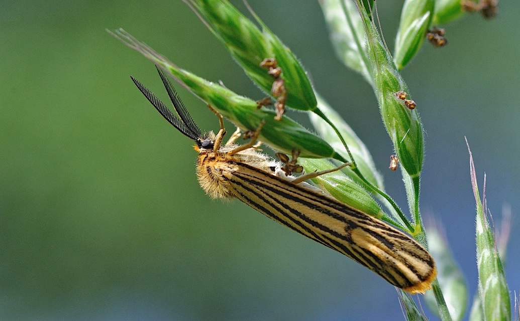 foto B045949, © Adriaan van Os, Corsavy 16-06-2018, altitud 800 m, Coscinia striata