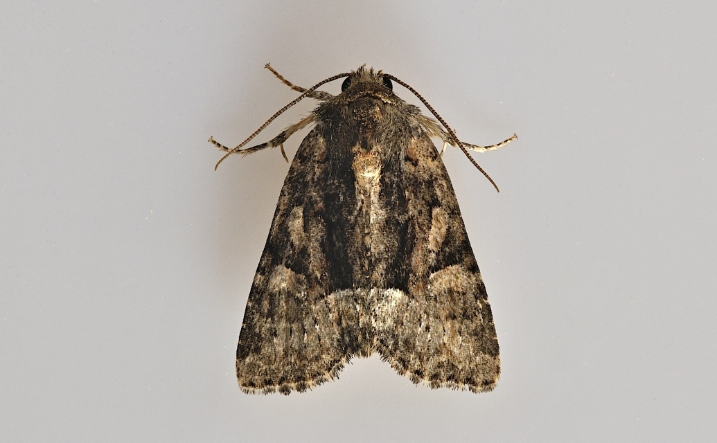 foto B046221, © Adriaan van Os, Corsavy 18-06-2018, altitud 800 m, Oligia latruncula