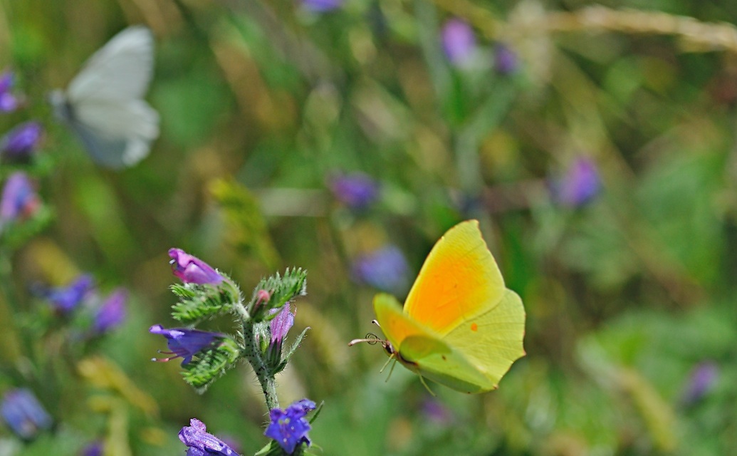 foto B047068, © Adriaan van Os, Montferrer 23-06-2018, altitud 1000 m, ♂ Gonepteryx cleopatra