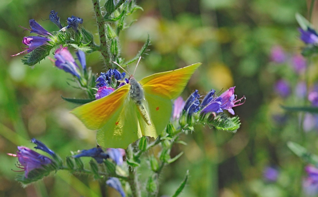 foto B047074, © Adriaan van Os, Montferrer 23-06-2018, altitud 1000 m, ♂ Gonepteryx cleopatra
