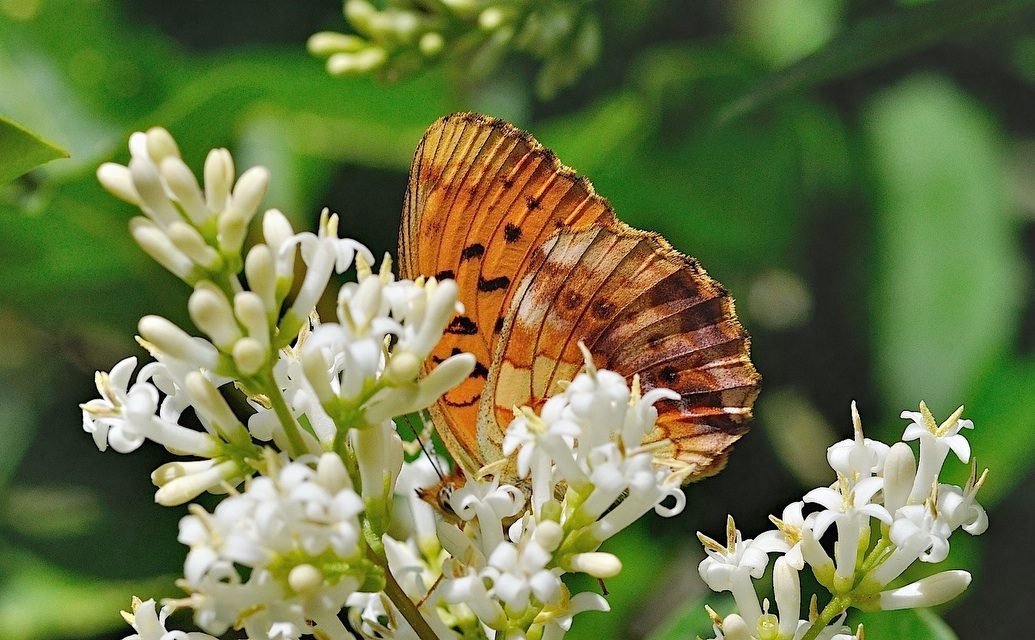 foto B047380, © Adriaan van Os, Corsavy 27-06-2018, hoogte 800 m, Brenthis daphne