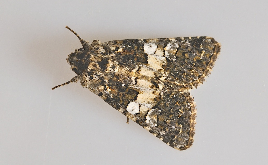 photo B047574, © Adriaan van Os, Corsavy 28-06-2018, altitudo 800 m, Hadena compta uel Hadena confusa