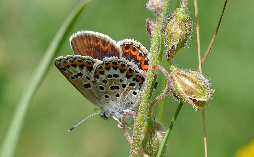 photo B047915, © Adriaan van Os, Montferrer 29-06-2018, altitudo 900 m, ♀ Plebejus argus