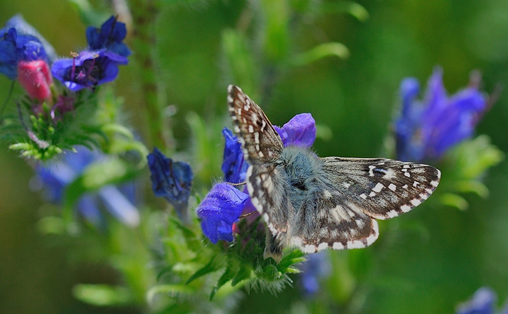 foto B048358, © Adriaan van Os, Corsavy 01-07-2018, altitud 1350 m, Pyrgus armoricanus