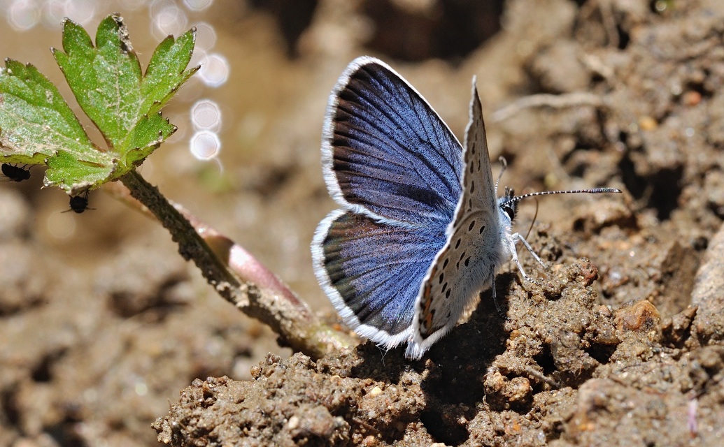 photo B048863, © Adriaan van Os, Corsavy 01-07-2018, altitudo 1350 m, ♂ Plebejus argus
