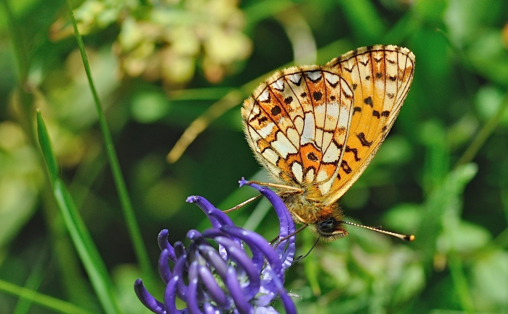 foto B049036, © Adriaan van Os, Corsavy 01-07-2018, altitud 1350 m, Boloria selene