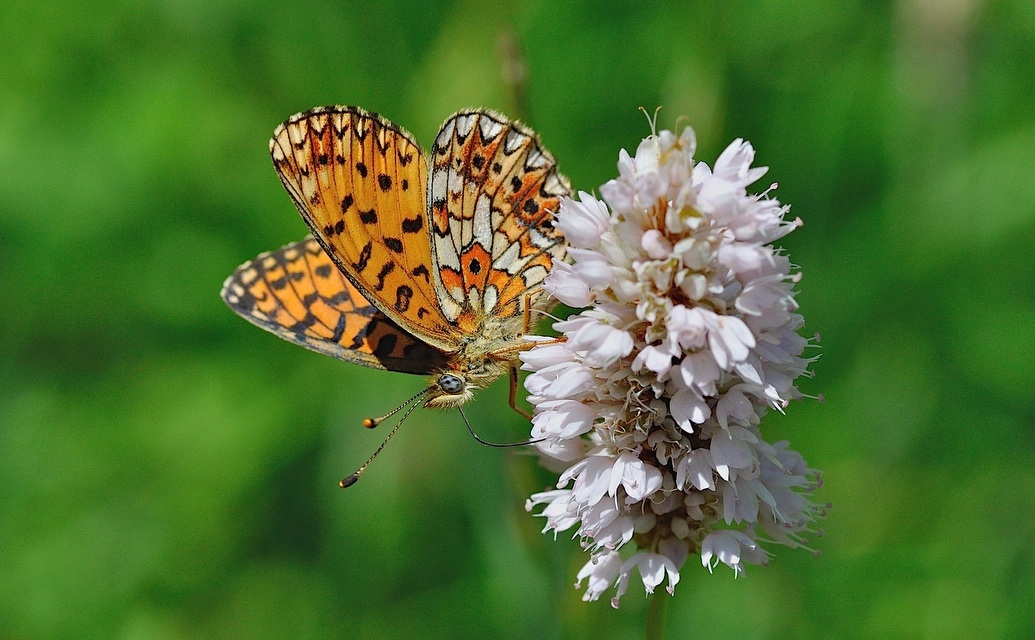 foto B049141, © Adriaan van Os, Corsavy 01-07-2018, altitud 1350 m, ♀ Boloria selene