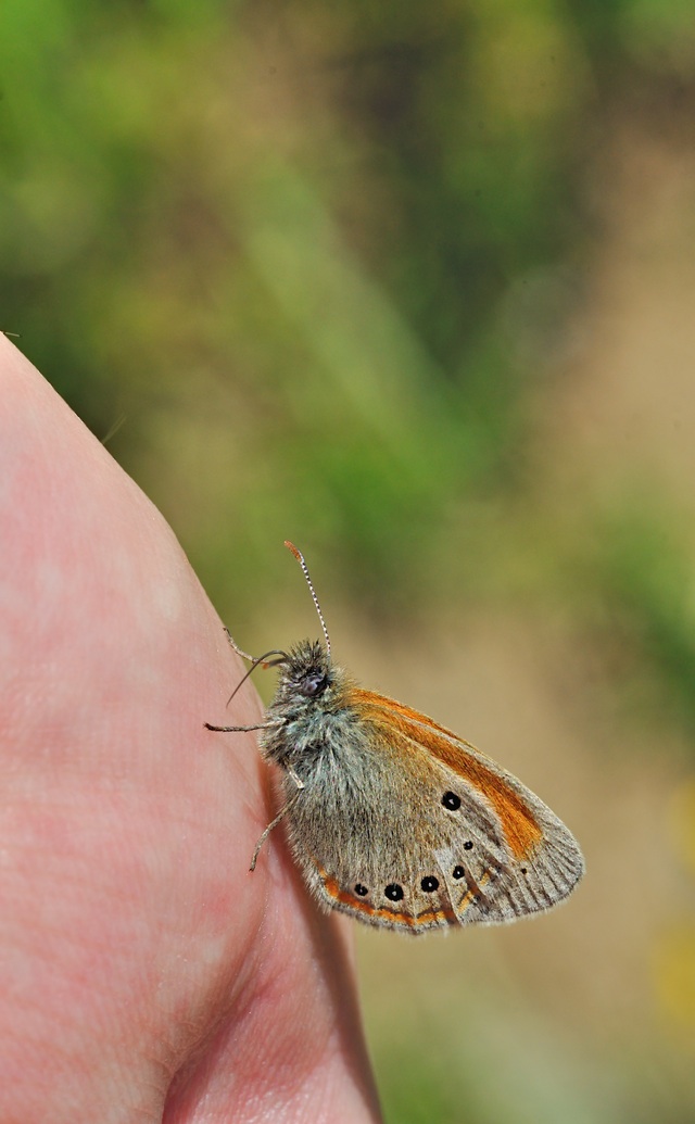 Foto B049935, © Adriaan van Os, Corsavy 04-07-2018, H�he 1350 m, Coenonympha glycerion