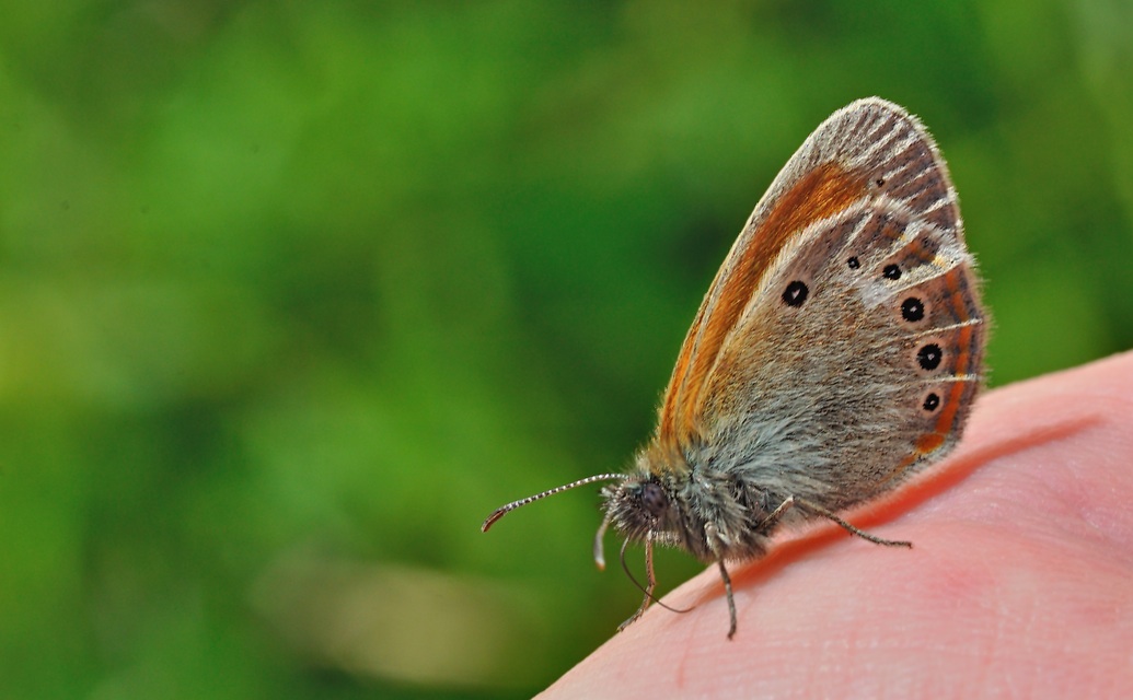 Foto B049937, © Adriaan van Os, Corsavy 04-07-2018, H�he 1350 m, Coenonympha glycerion