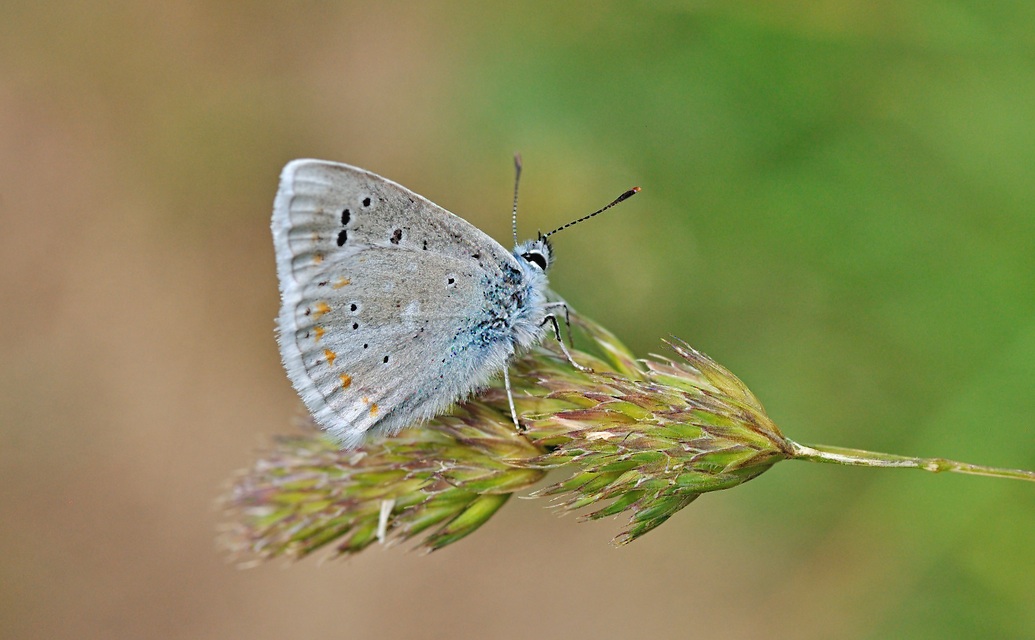 photo B050256, © Adriaan van Os, Corsavy 05-07-2018, altitudo 1350 m, ♂ Polyommatus dorylas