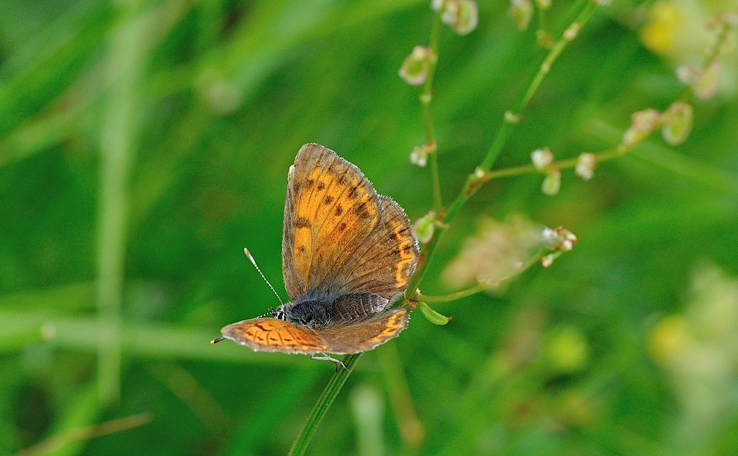 photo B050326, © Adriaan van Os, Corsavy 05-07-2018, altitude 1350 m, ♀ Lycaena hippothoe