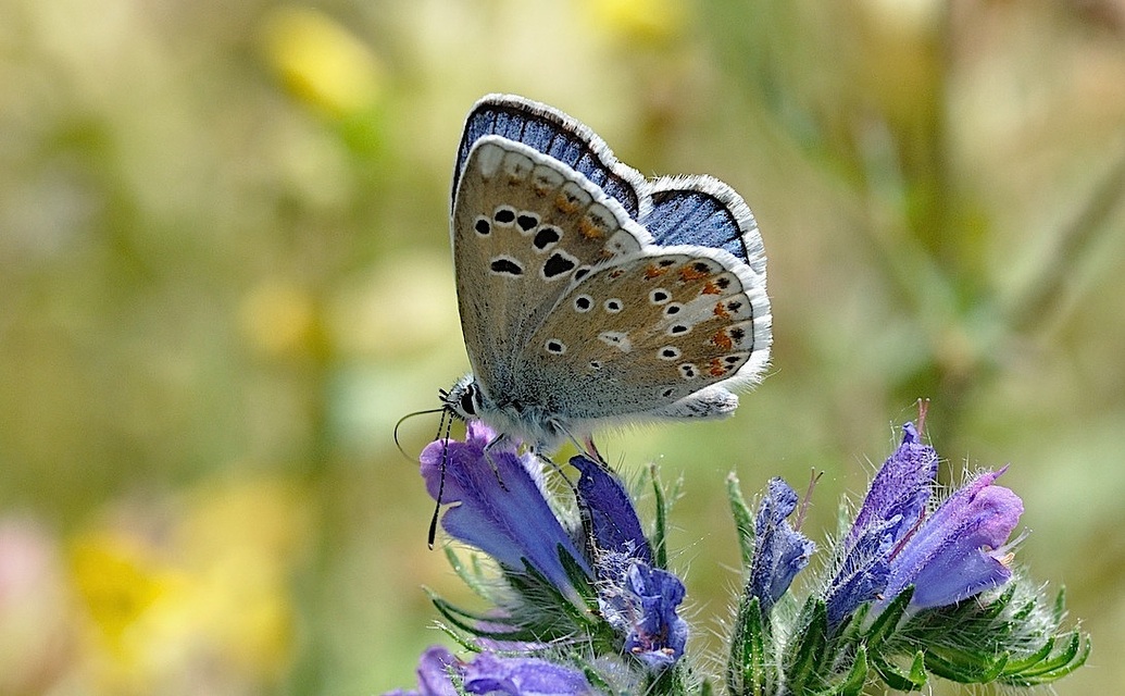 photo B050433, © Adriaan van Os, Corsavy 08-07-2018, altitudo 1350 m, ♂ Polyommatus dorylas