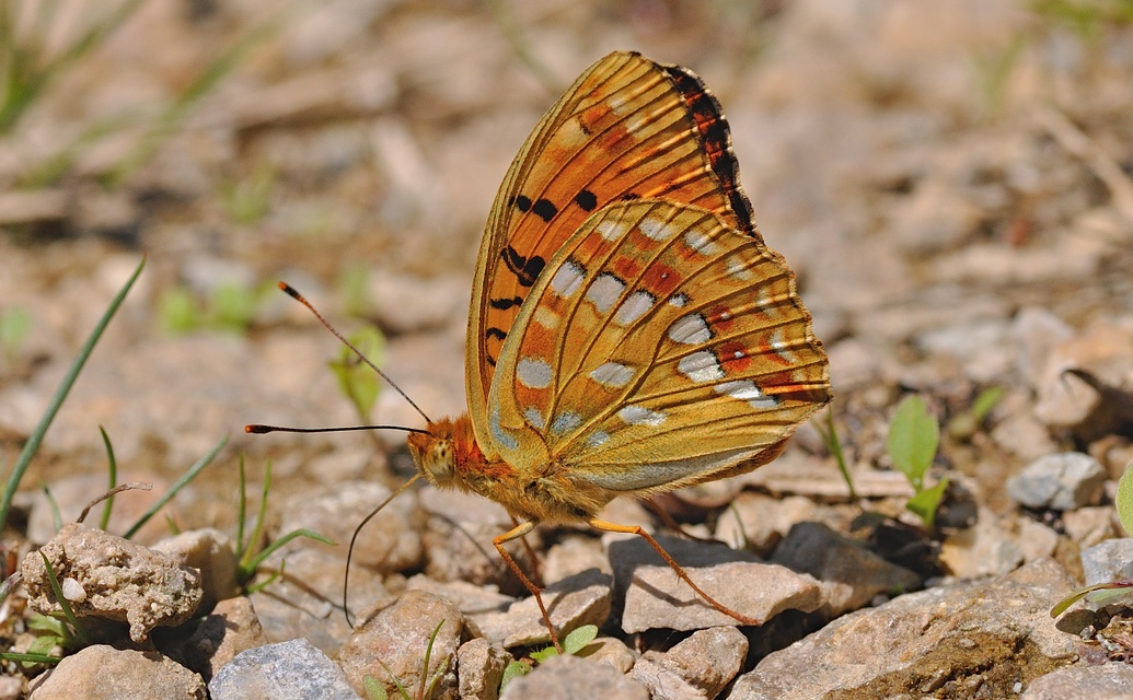 photo B051228, © Adriaan van Os, Corsavy 10-07-2018, altitude 800 m, ♂ Argynnis adippe