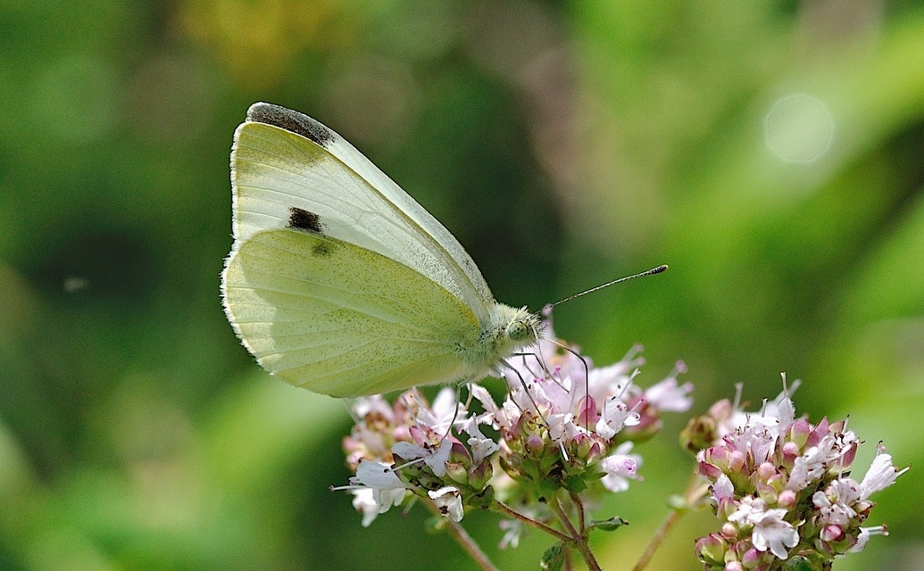 photo B051430, © Adriaan van Os, Corsavy 13-07-2018, altitudo 800 m, ♂ Pieris mannii uel Pieris rapae