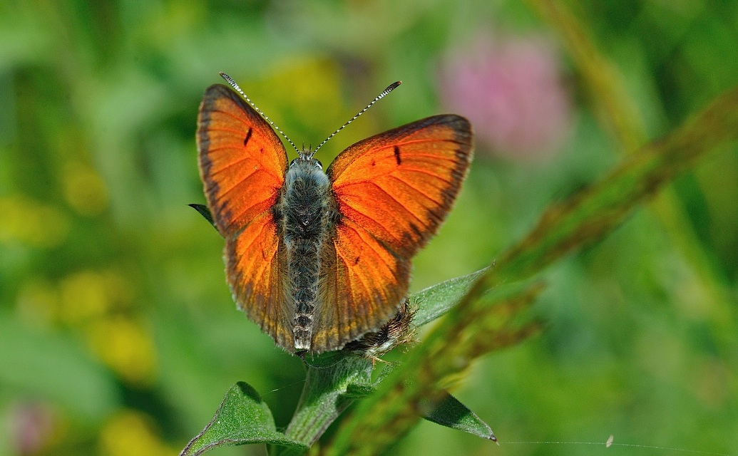 photo B051554, © Adriaan van Os, Corsavy 15-07-2018, altitudo 1350 m, ♂ Lycaena hippothoe
