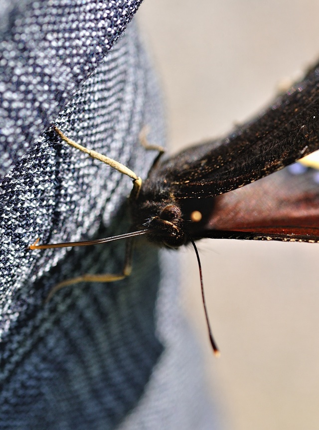 photo B051909, © Adriaan van Os, Corsavy 18-07-2018, altitudo 800 m, Nymphalis antiopa