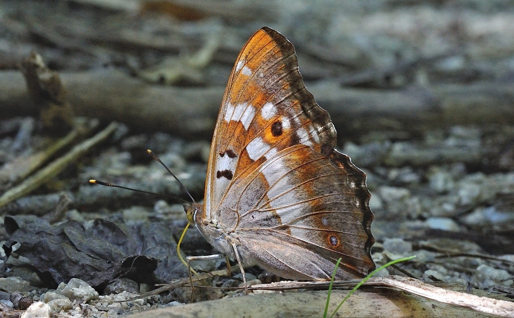 Foto B052352, © Adriaan van Os, Corsavy 19-07-2018, H�he 800 m, ♂ Apatura ilia