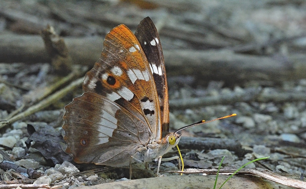 Foto B052358, © Adriaan van Os, Corsavy 19-07-2018, H�he 800 m, ♂ Apatura ilia