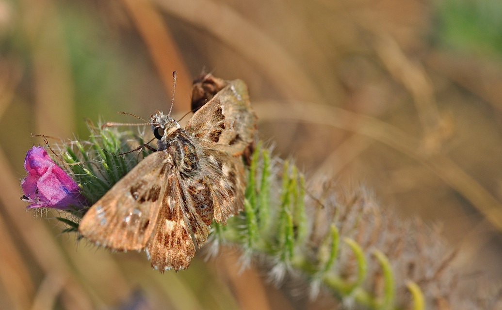 photo B053570, © Adriaan van Os, Vajol 03-08-2018, altitude 550 m, ♀ Carcharodus baeticus ?