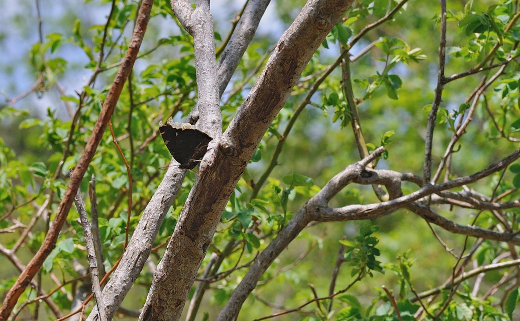 photo B055035, © Adriaan van Os, Corsavy 05-06-2019, altitudo 1350 m, Nymphalis antiopa
