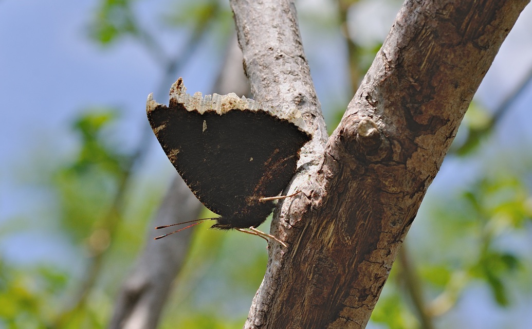 photo B055045, © Adriaan van Os, Corsavy 05-06-2019, altitudo 1350 m, Nymphalis antiopa
