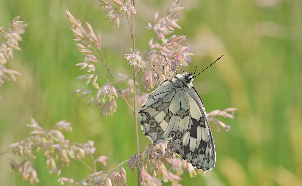 foto B055645, © Adriaan van Os, Corsavy 19-06-2019, altitud 750 m, ♂ Melanargia lachesis