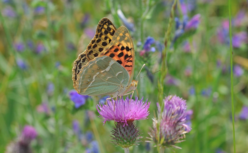 foto B055759, © Adriaan van Os, Corsavy 20-06-2019, altitud 750 m, ♀ Argynnis pandora