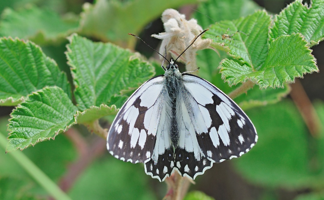 foto B055943, © Adriaan van Os, Corsavy 21-06-2019, altitud 750 m, ♂ Melanargia lachesis