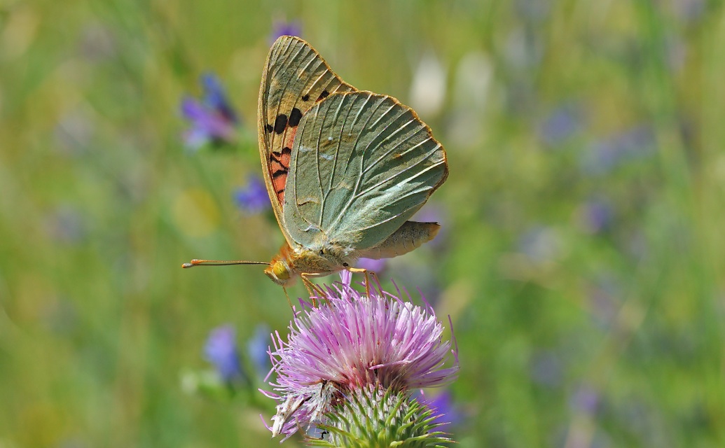 photo B056175, © Adriaan van Os, Corsavy 26-06-2019, altitudo 750 m, ♂ Argynnis pandora