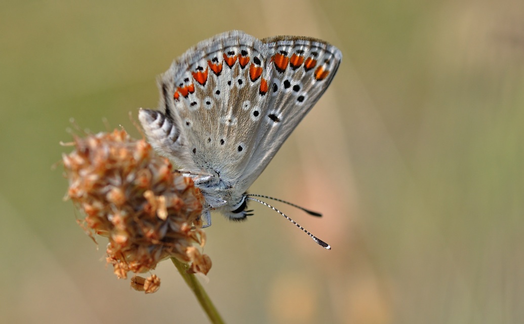 foto B056939, © Adriaan van Os, Corsavy 07-07-2019, altitud 800 m, Aricia artaxerxes allous