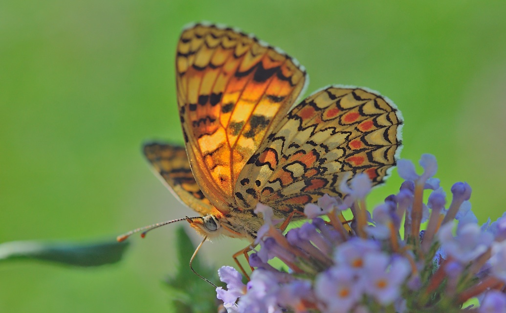 foto B057098, © Adriaan van Os, Corsavy 10-07-2019, hoogte 800 m, Melitaea phoebe