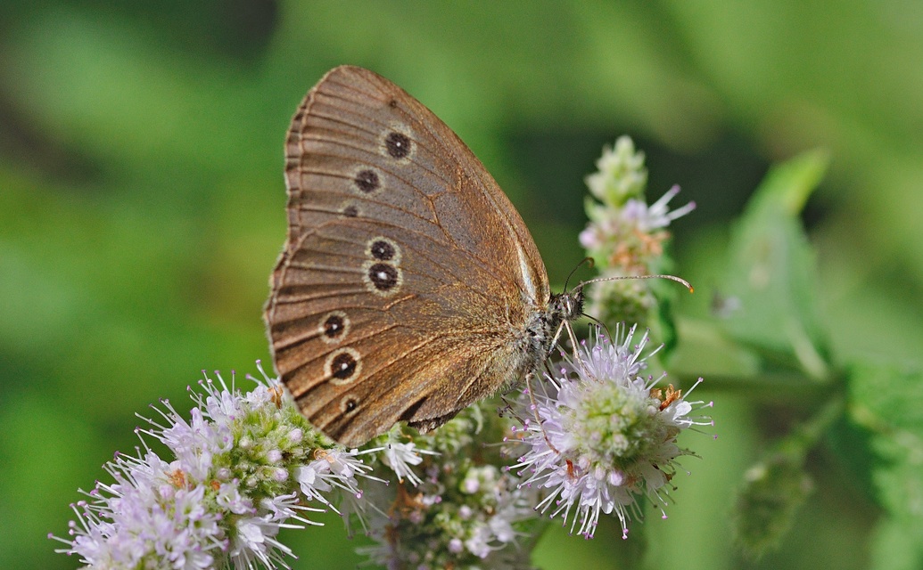 Foto B057568, © Adriaan van Os, Corsavy 22-07-2019, H�he 800 m, ♂ Aphantopus hyperantus