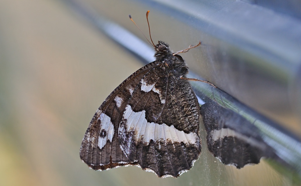 foto B057634, © Adriaan van Os, Corsavy 23-07-2019, altitud 800 m, Brintesia circe