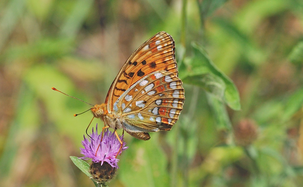 photo B057950, © Adriaan van Os, Montferrer 26-07-2019, altitude 800 m, ♂ Argynnis adippe