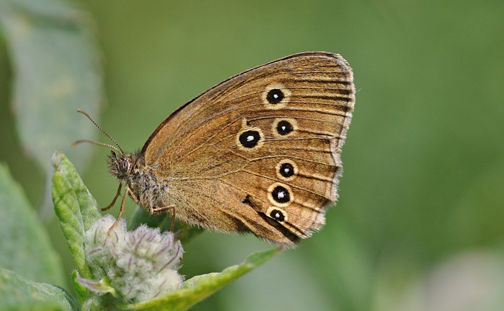 photo B058292, © Adriaan van Os, Corsavy 02-08-2019, altitudo 1350 m, ♀ Aphantopus hyperantus
