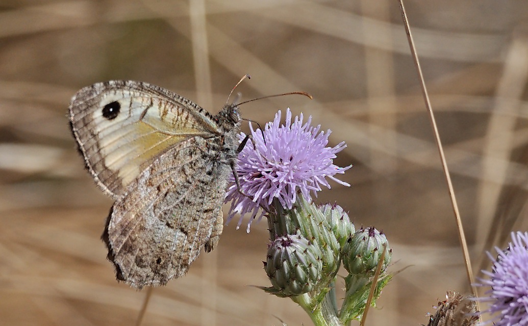 photo B060136, © Adriaan van Os, S�v�rac-le-Chateau 11-08-2020, altitude 725 m, Arethusana arethusa