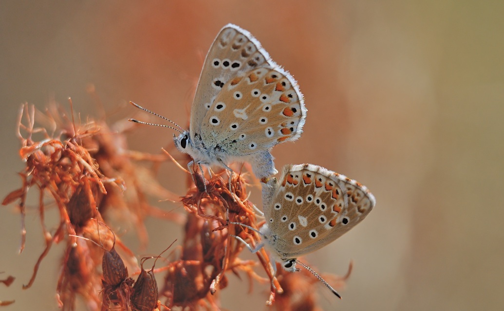 foto B060174, © Adriaan van Os, S�v�rac-le-Chateau 11-08-2020, altitud 725 m, Polyommatus bellargus, aparellament