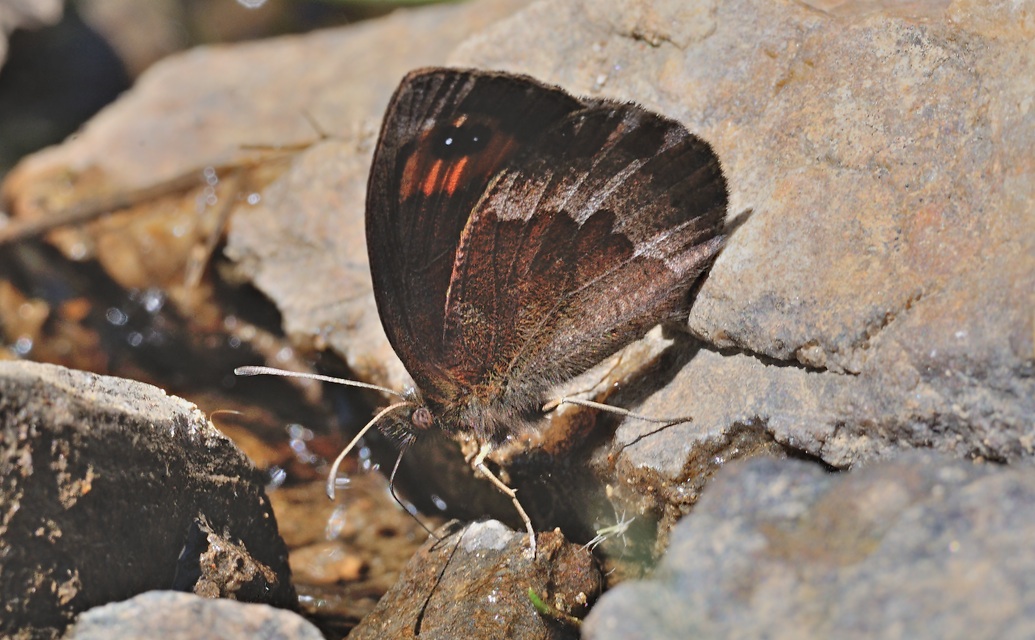 foto B060379, © Adriaan van Os, Corsavy 04-09-2020, hoogte 1400 m, ♂ Erebia neoridas
