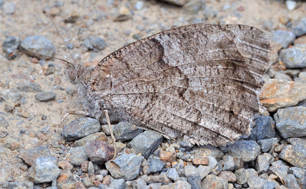 Foto B060549, © Adriaan van Os, Banyuls-sur-Mer 07-09-2020, H�he 350 m, Hipparchia statilinus