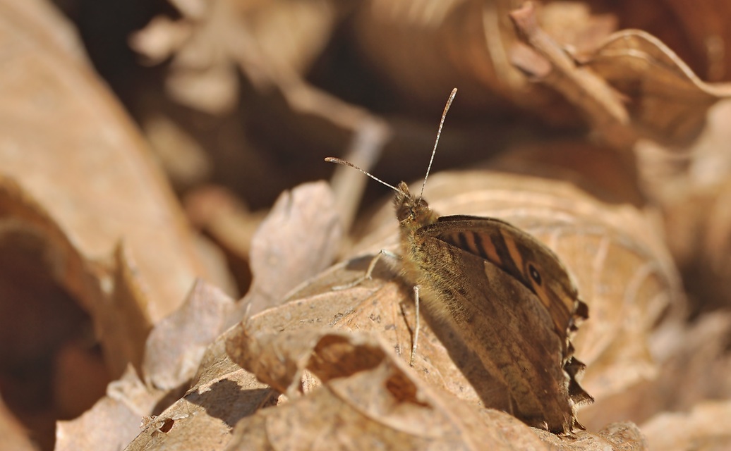 foto B067418, © Adriaan van Os, Coustouges 06-04-2022, altitud 820 m, Pararge aegeria