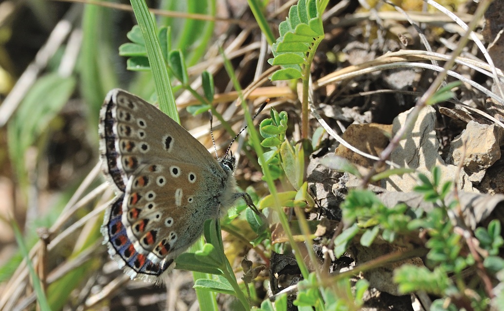 Foto B067761, © Adriaan van Os, Coustouges 29-04-2022, H�he 800 m, Polyommatus bellargus