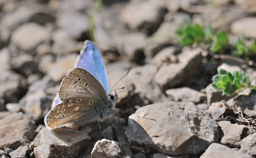 foto B067971, © Adriaan van Os, Coustouges 01-05-2022, altitud 800 m, Polyommatus amandus