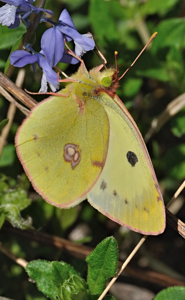foto B068003, © Adriaan van Os, Coustouges 01-05-2022, altitud 800 m, Colias alfacariensis